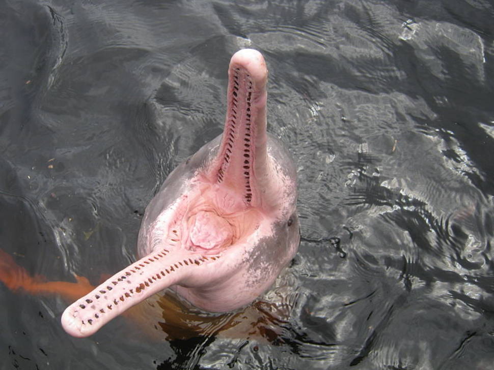 Pink Dolphins in the Amazon River in Bolivia - Best Time