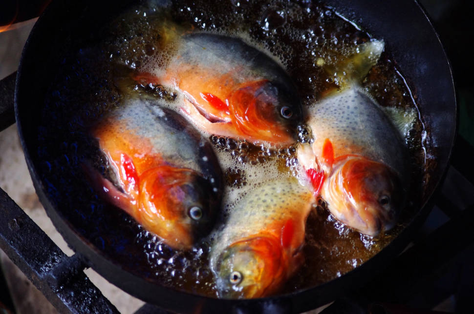 Best time for Piranha Fishing in Bolivia