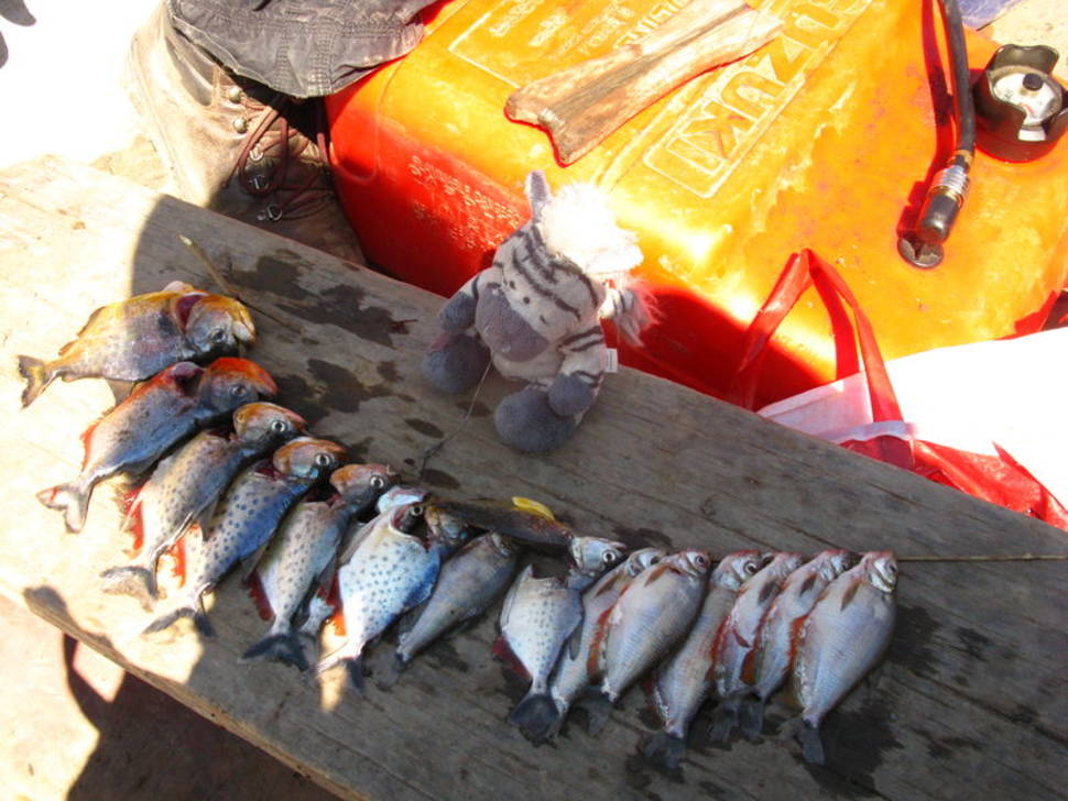 Piranha Fishing in Bolivia - Best Season
