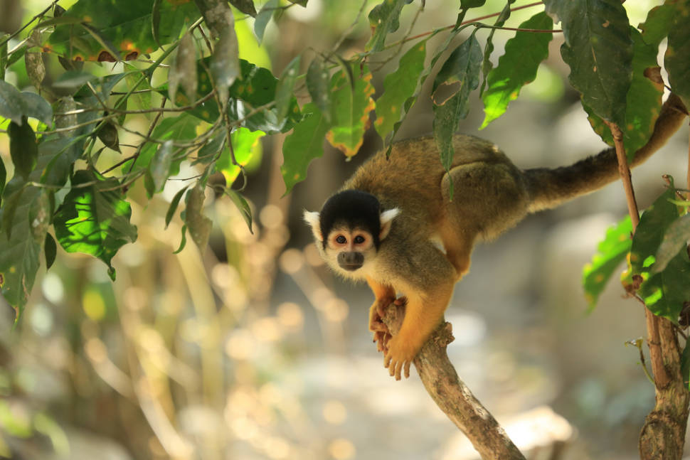 Best time for Squirrel Monkeys in Bolivia