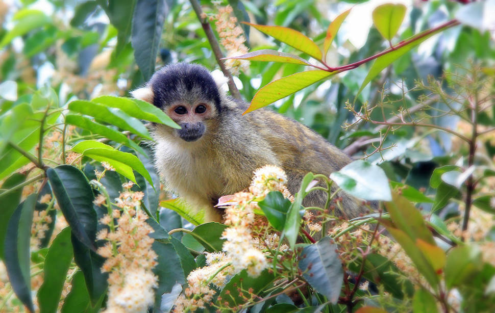 Squirrel Monkeys in Bolivia - Best Season