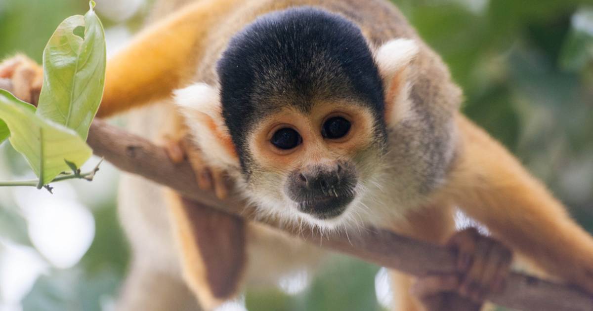 Squirrel Monkeys in Bolivia - Best Time