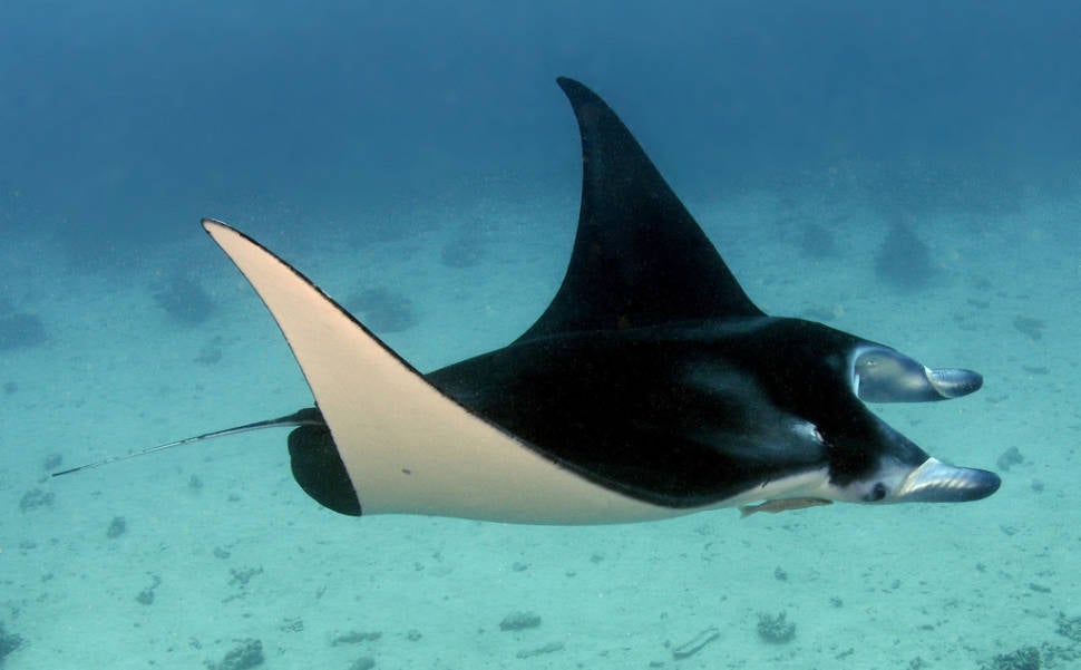 Diving & Swimming with Manta Rays in Bora Bora - Best Season
