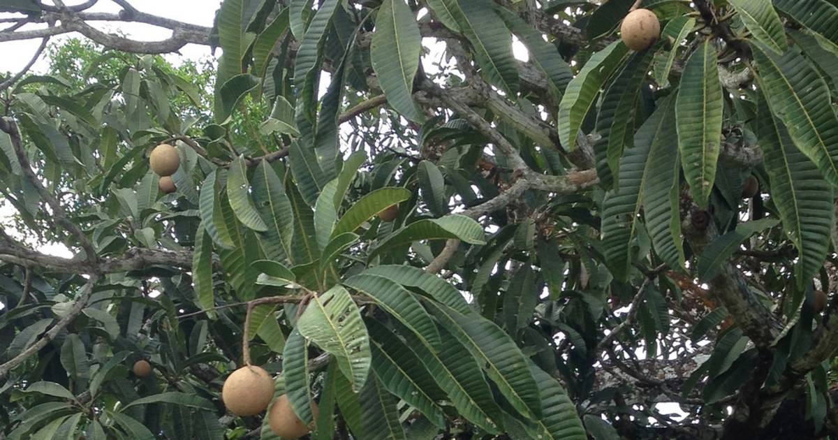Asam Embang (Mawang) or Jungle Mango in Borneo - Best Time