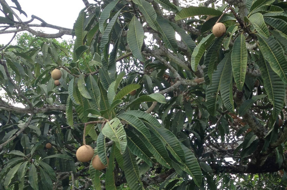 Asam Embang (Mawang) or Jungle Mango in Borneo - Best Time