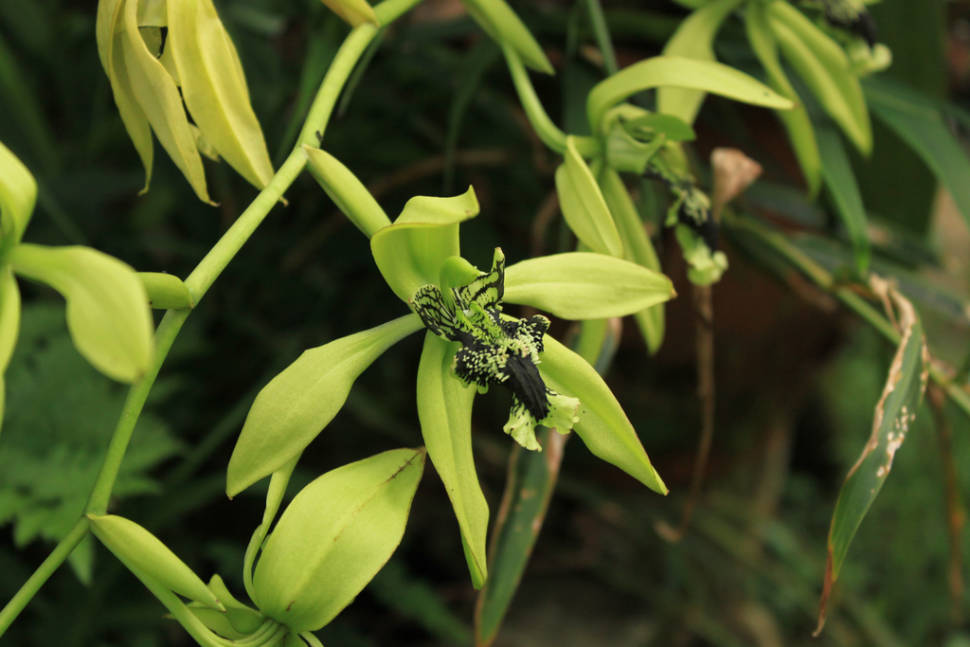 Black Orchids in Borneo - Best Time