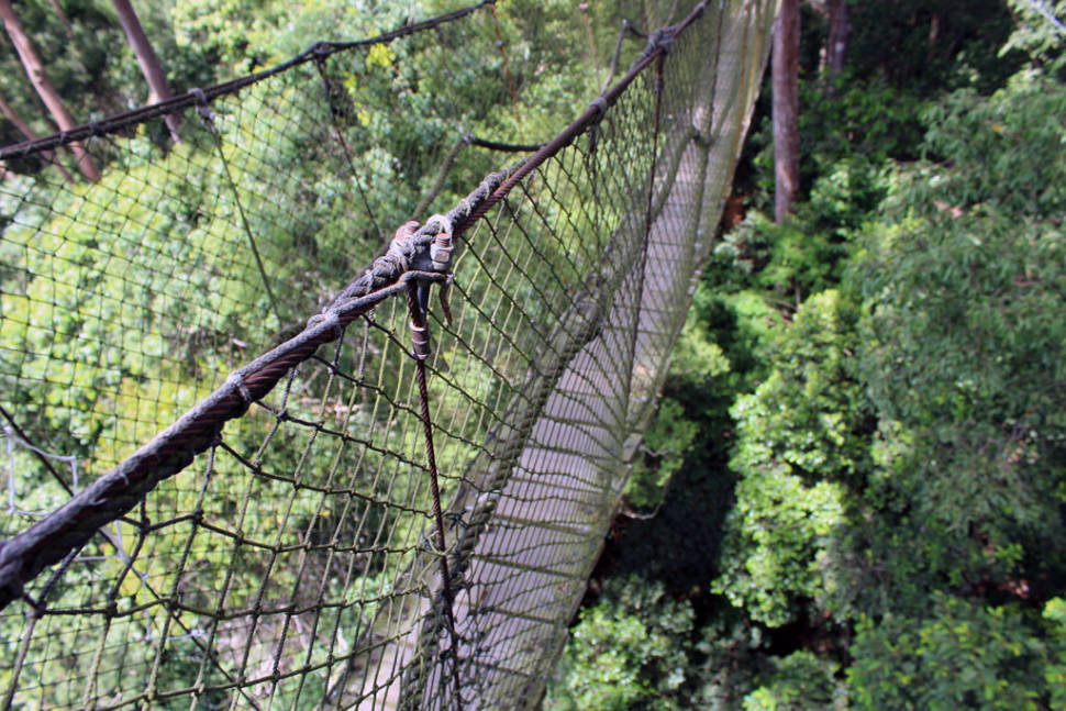 Canopy Walks in Borneo - Best Time