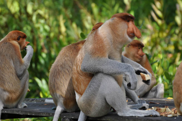 Best time for Proboscis Monkeys in Borneo