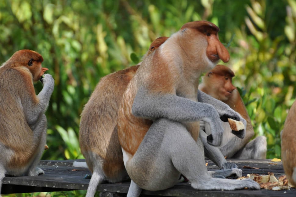 Best time for Proboscis Monkeys in Borneo