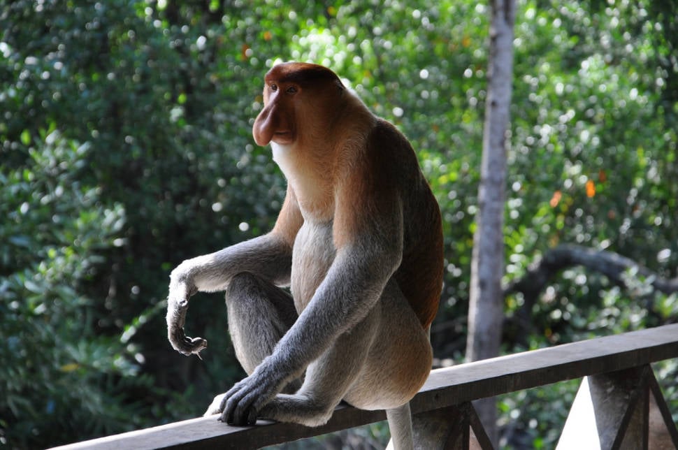 Proboscis Monkeys in Borneo - Best Time