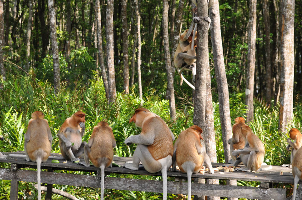 Proboscis Monkeys in Borneo - Best Season