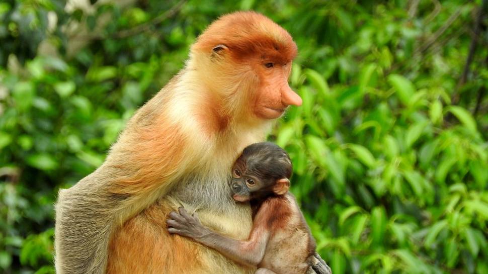 Best time to see Proboscis Monkeys in Borneo
