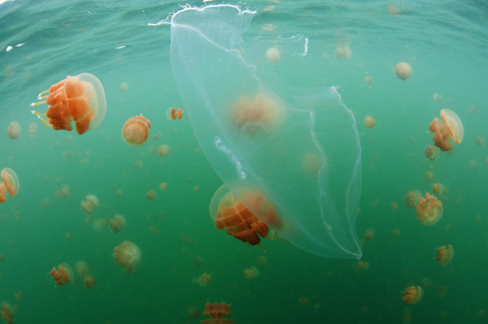 Swim with Stingless Jellyfish in Kakaban Lake in Borneo - Best Time