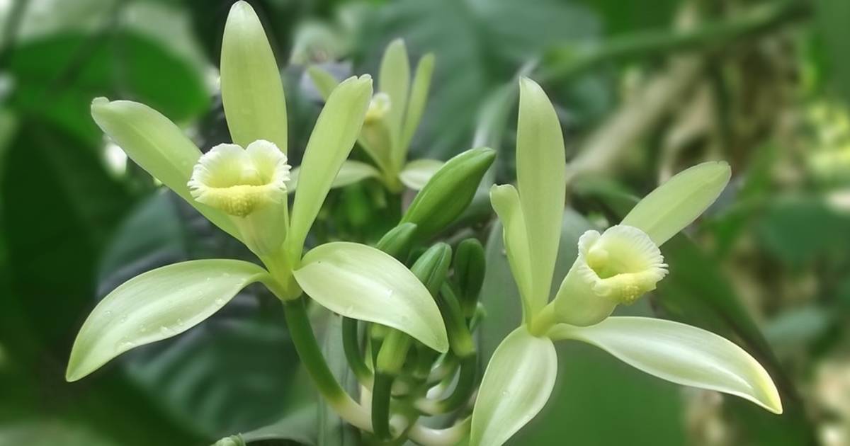 Vanilla Flowering Season in Borneo - Best Time