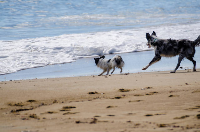 Dogs allowed on the beach from mid-October to mid-April
