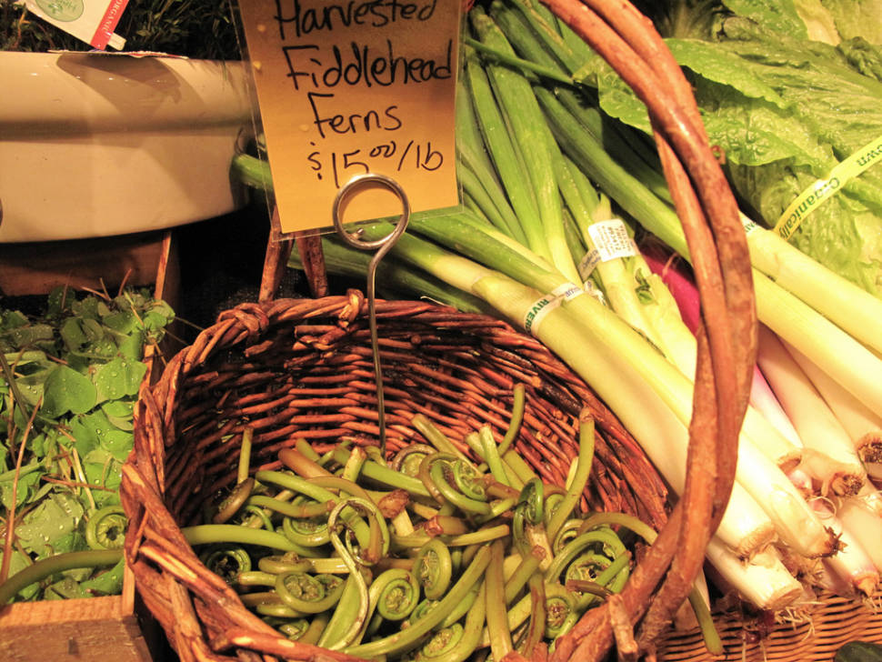 Fiddleheads in Boston - Best Season