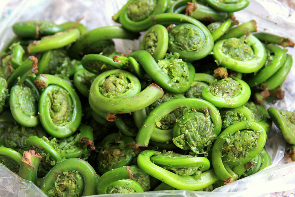 Fiddleheads in Boston - Best Time