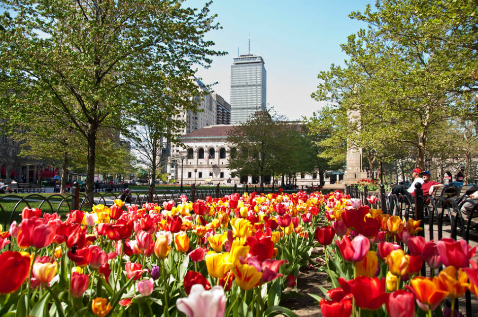Spring Blooms in Boston - Best Season