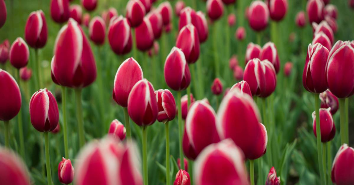 Spring Blooms in Boston - Best Time