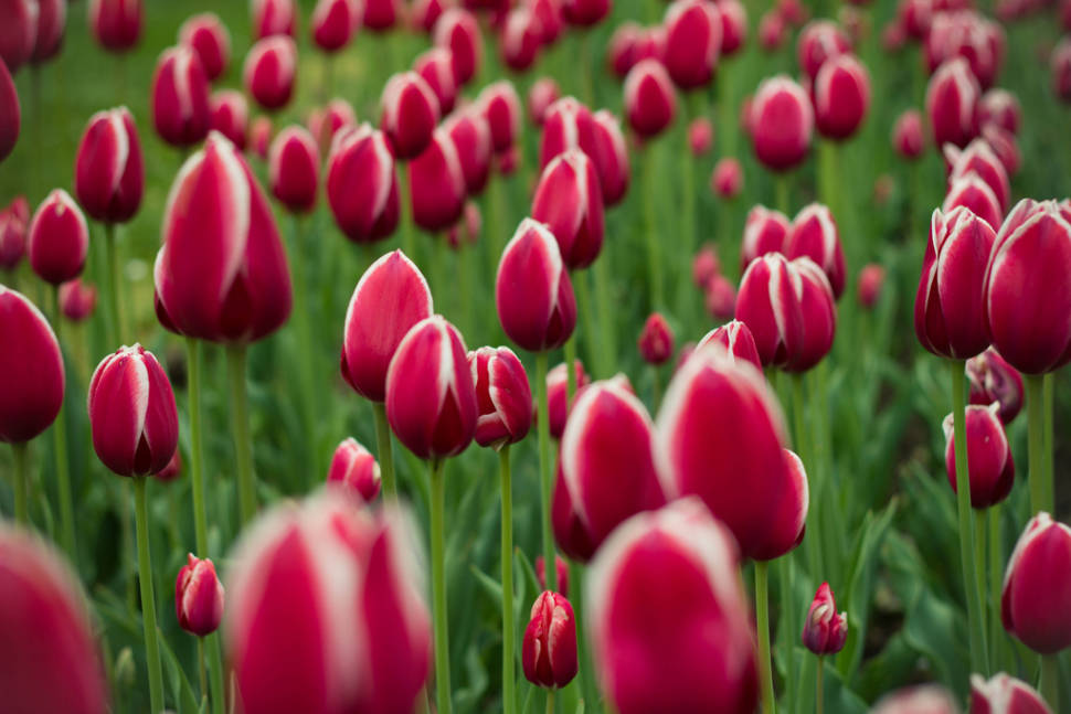 Spring Blooms in Boston - Best Time