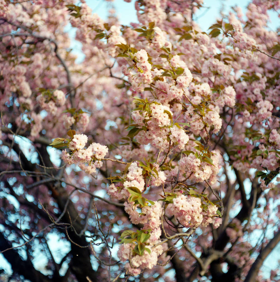 Best time to see Spring Blooms in Boston