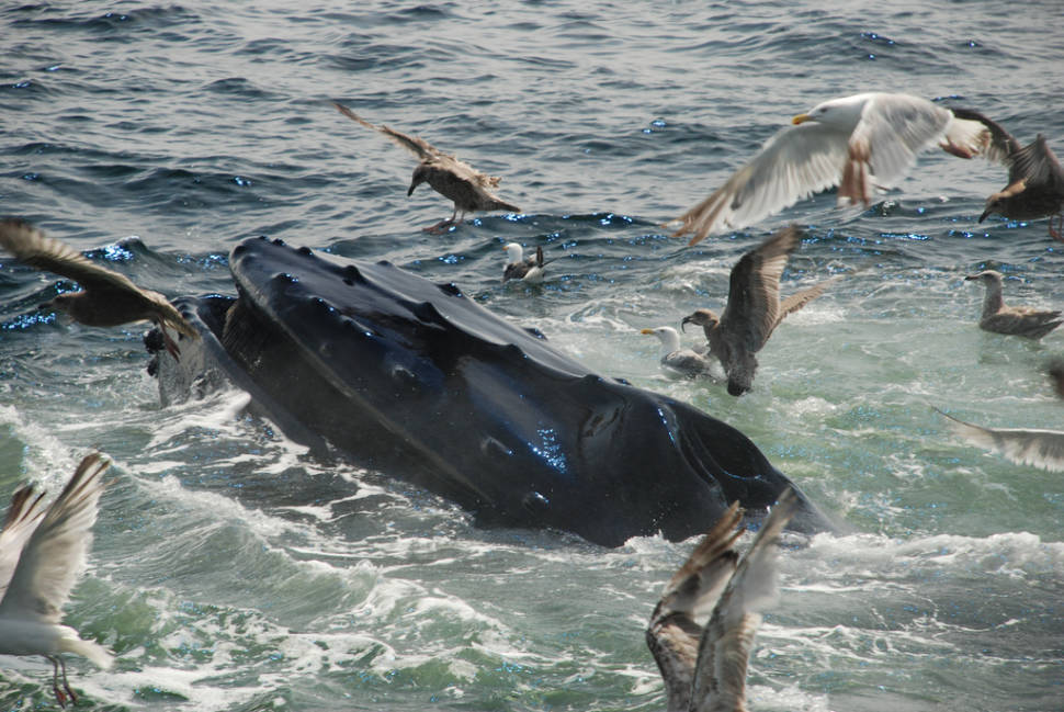 Best time for Whale Watching in Boston