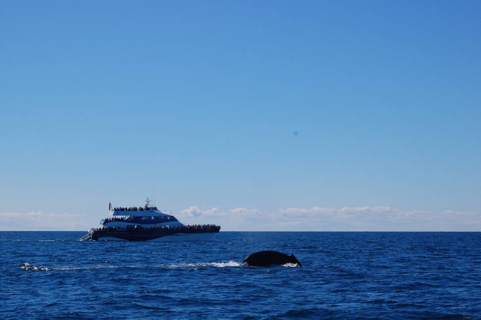 Whale Watching in Boston - Best Season