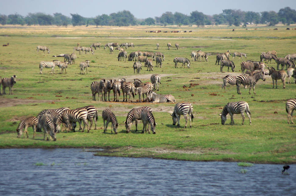 African Zebras in Botswana - Best Season