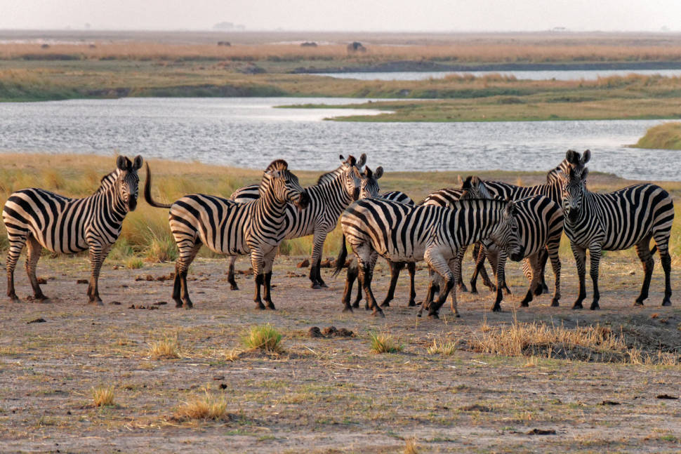 Zebras at the Chobe River, Botswana