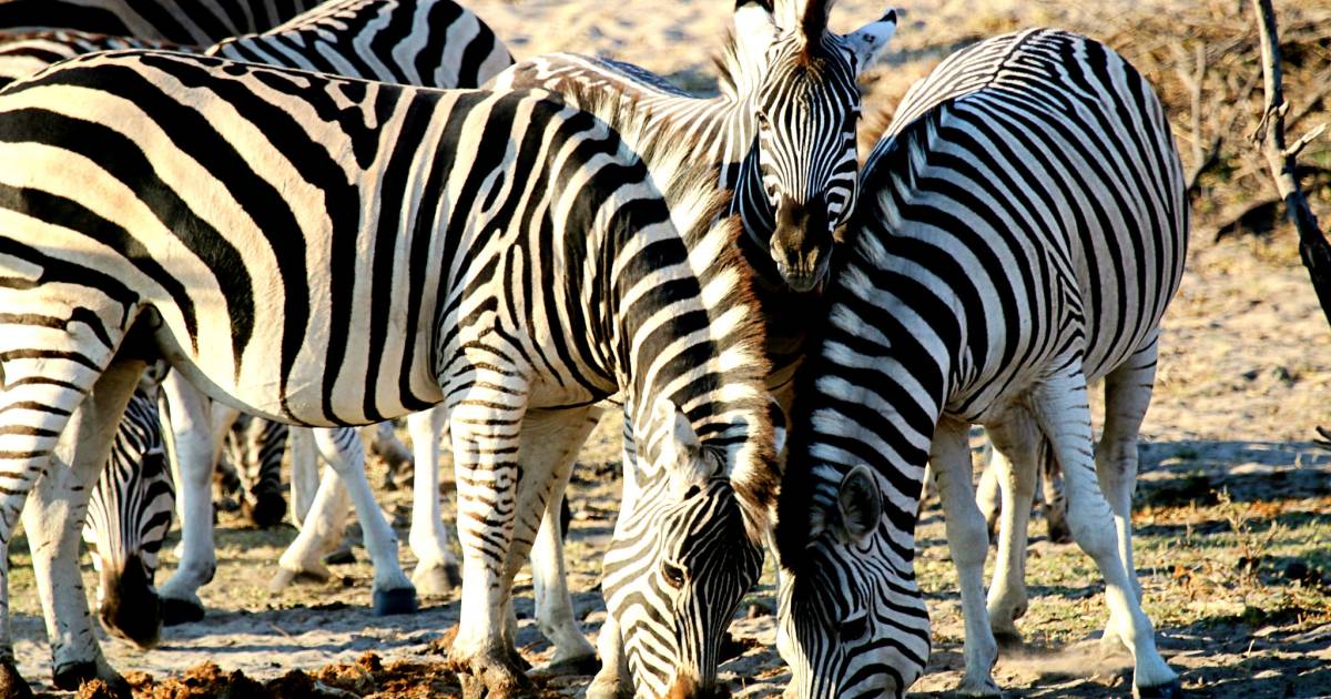 African Zebras in Botswana - Best Time
