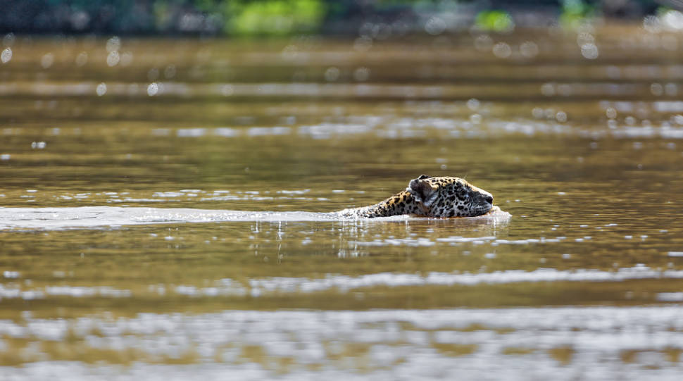 Mother jaguar crossing the river