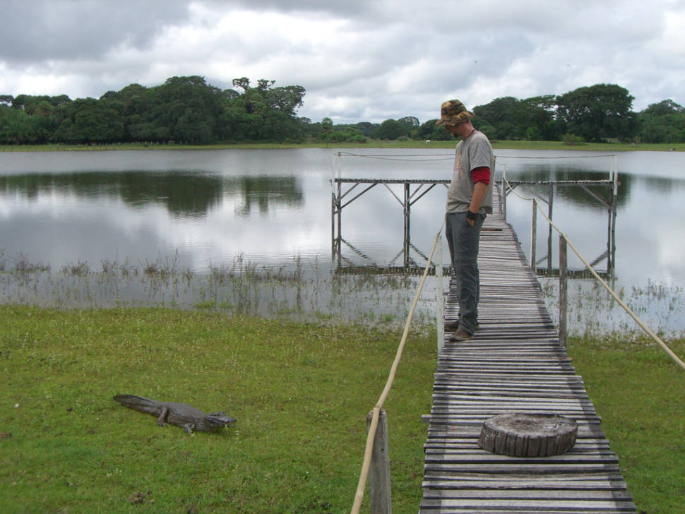 Alligator encounter in Pantanal