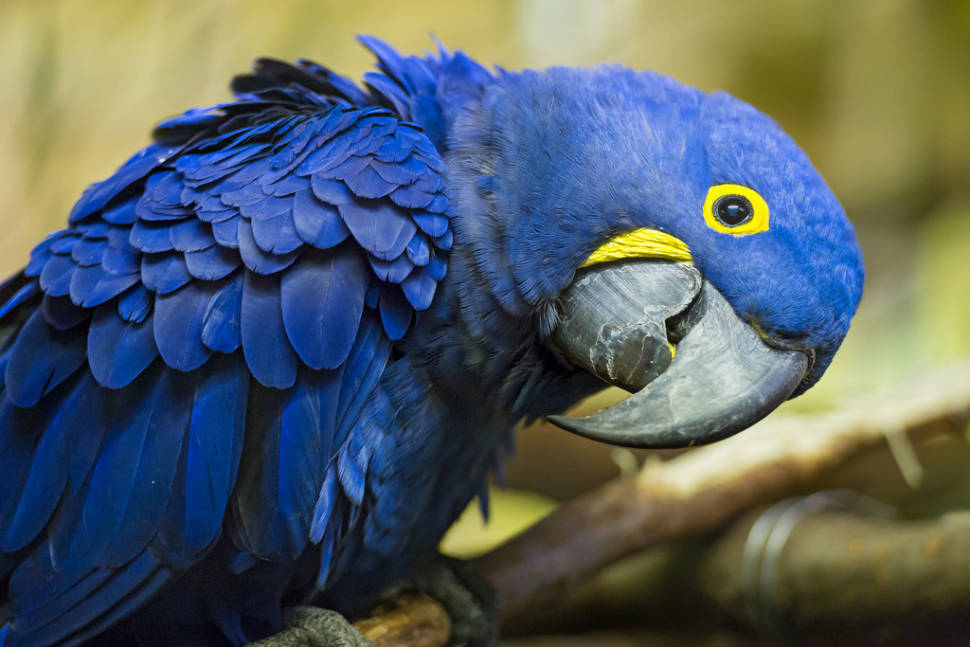 Macaw