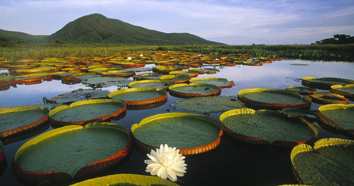 Pantanal in Brazil - Best Time