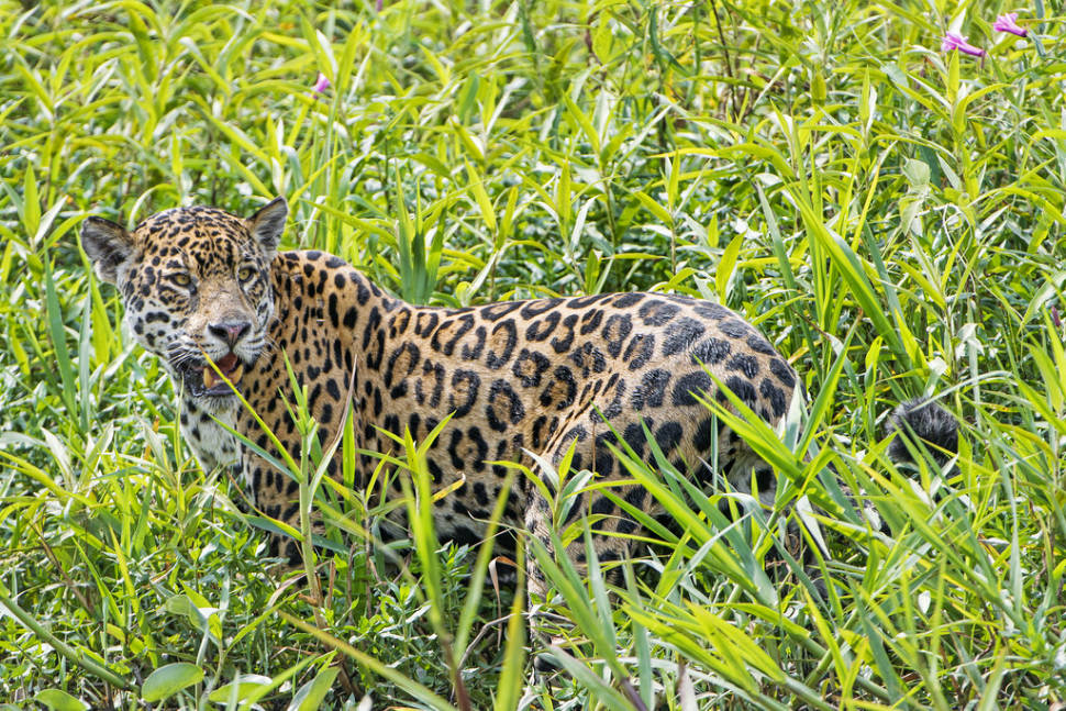 Mother jaguar