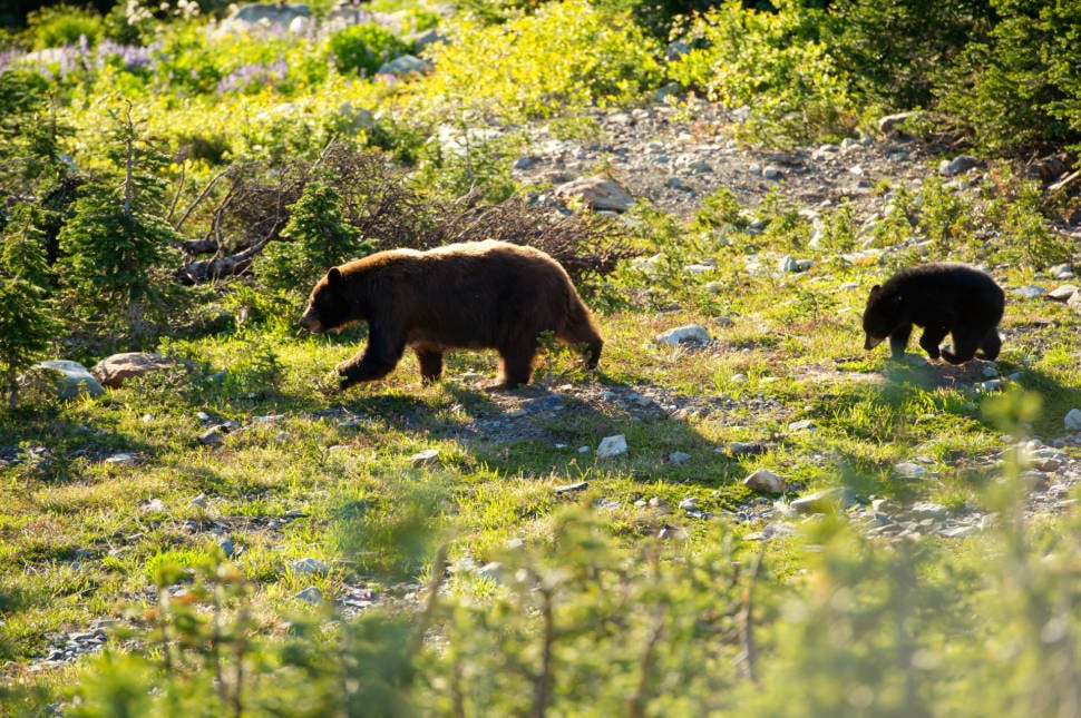 A bear and cub on Whistler Mountain