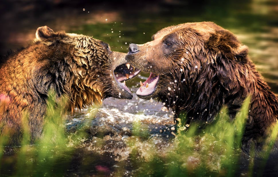 Grizzly Bear Watching in British Columbia - Best Season