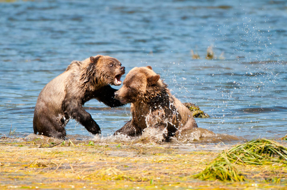 Fighting Grizzlybear cubs out of the Telegraph Cove on northern Vancouver Island