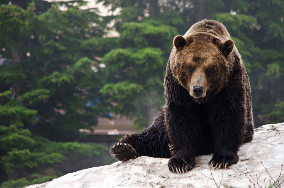 Grizzy Bear - Grouse Mountain
