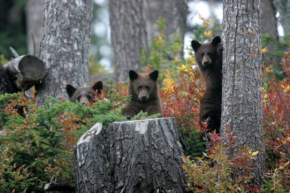 Grizzly Bear Watching in British Columbia - Best Time