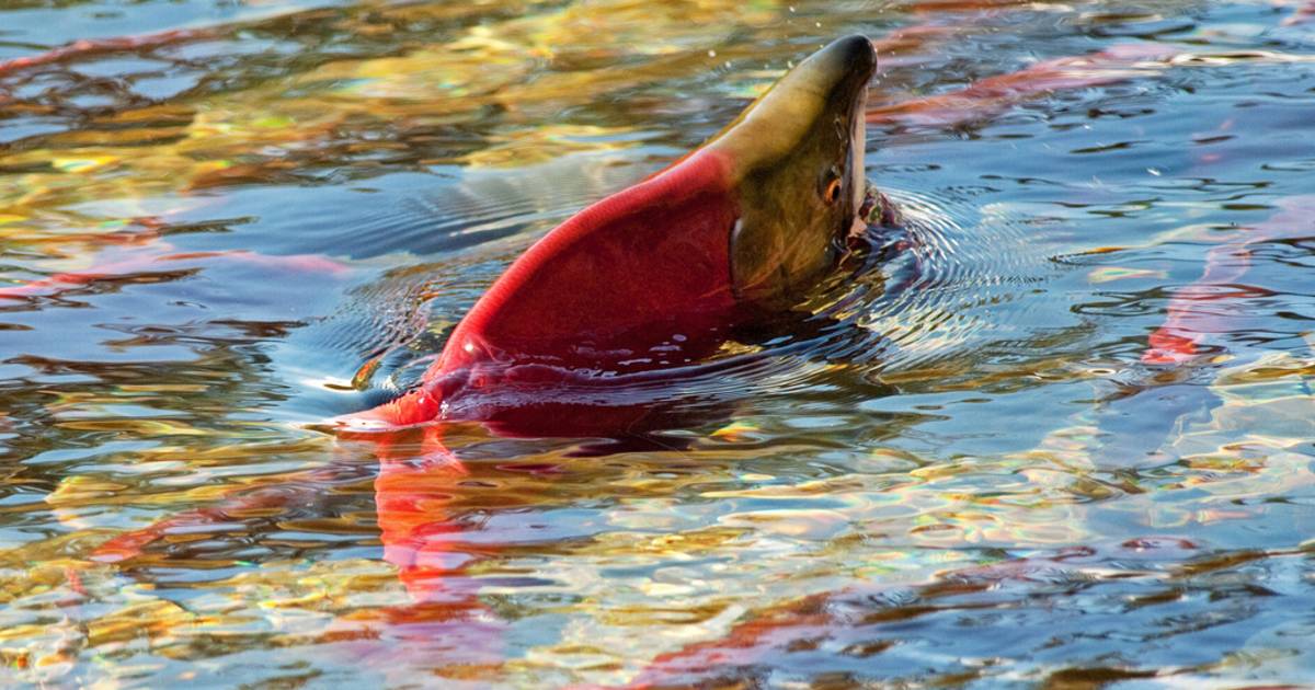 Salmon Run in British Columbia - Best Time