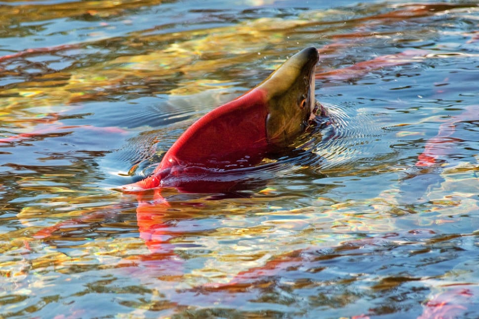 Salmon Run in British Columbia - Best Time