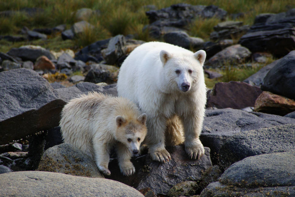 Best time for Spirit Bears in British Columbia