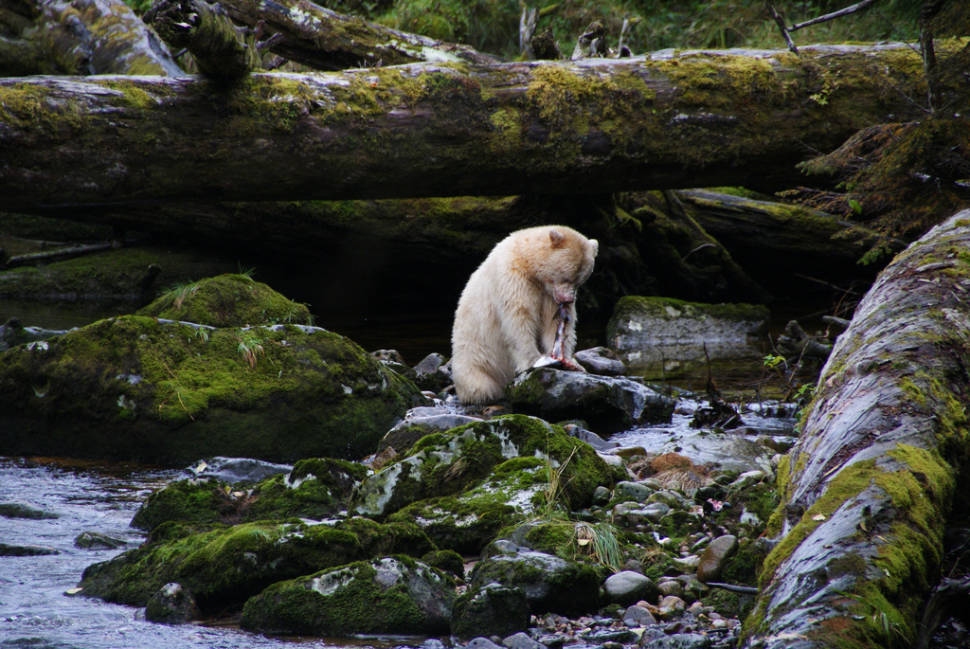 Spirit Bears in British Columbia - Best Season