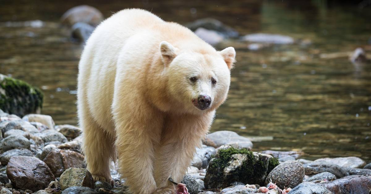 Spirit Bears in British Columbia - Best Time