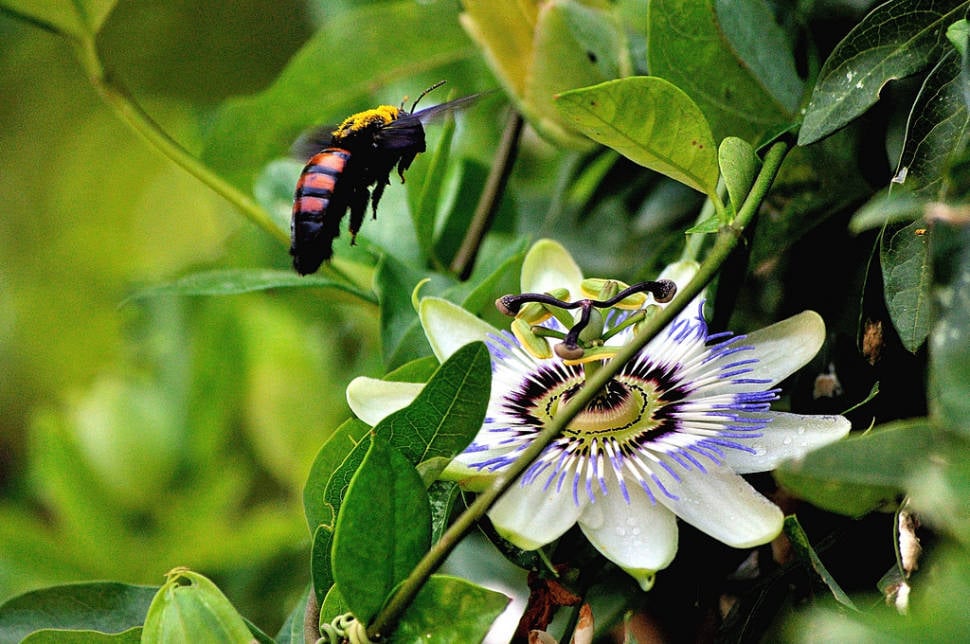 Blue Passion Flower Blooming in Buenos Aires - Best Season