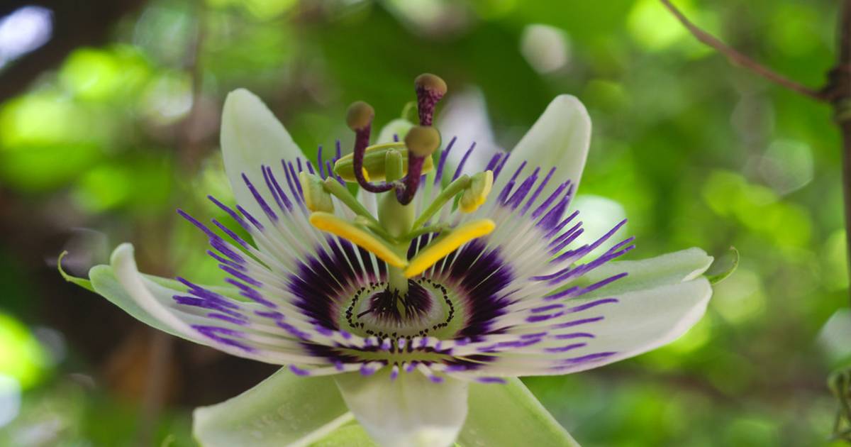 Blue Passion Flower Blooming in Buenos Aires - Best Time