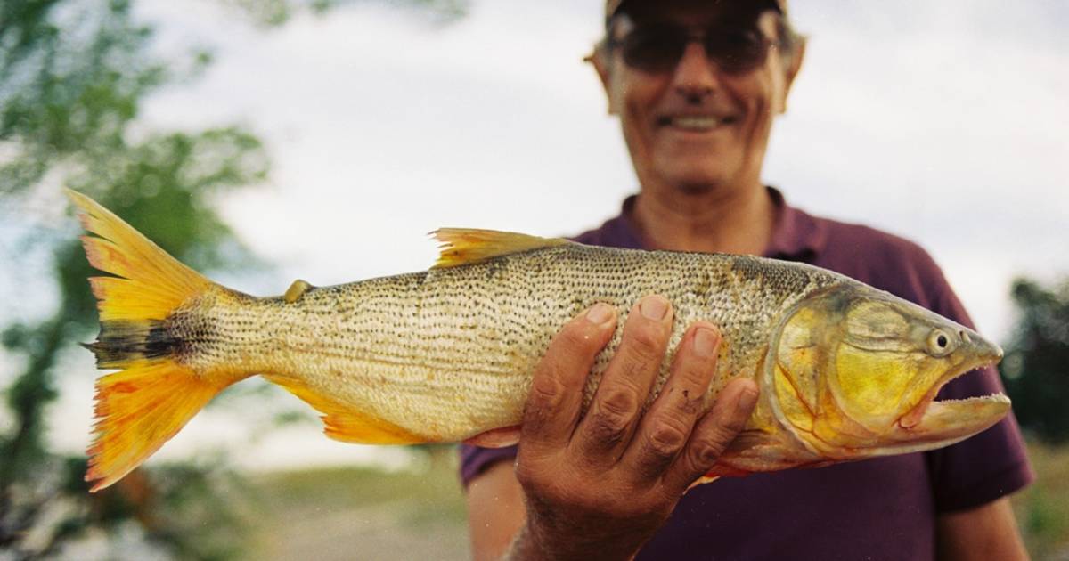 Fishing (Angling) in Buenos Aires Lagoons in Buenos Aires - Best Time