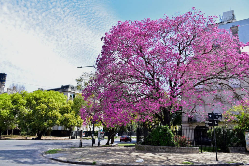 Lapacho Blooming in Buenos Aires - Best Season