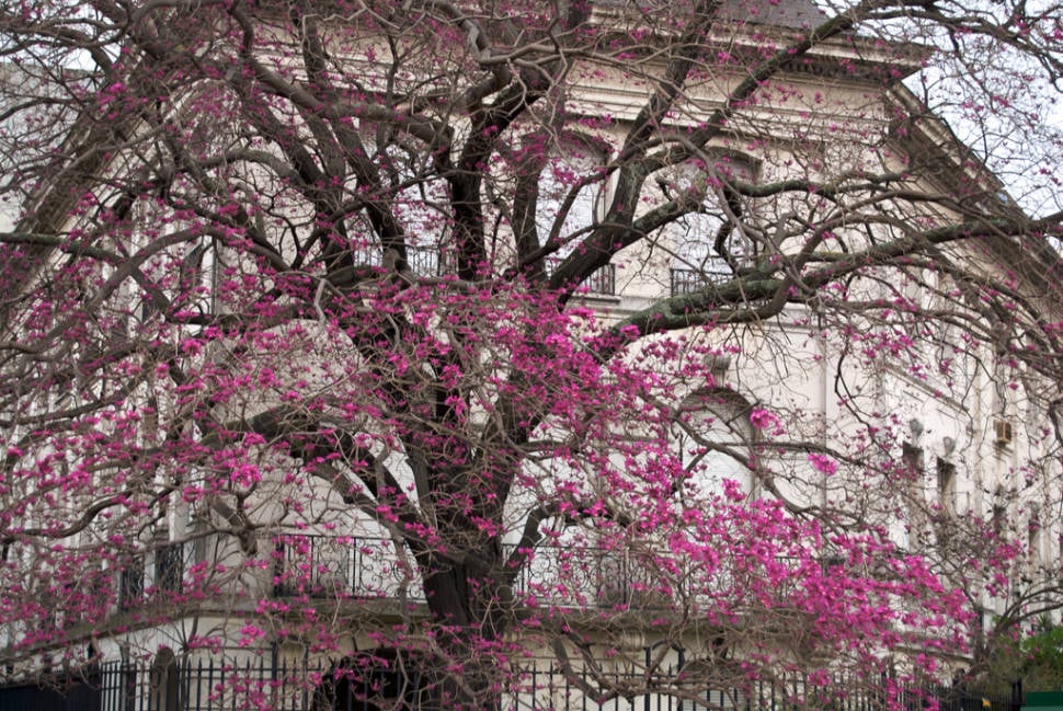 Best time to see Lapacho Blooming in Buenos Aires
